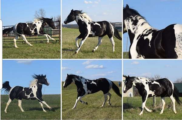 apha-homozygous-tobiano-stallion-paint-horse