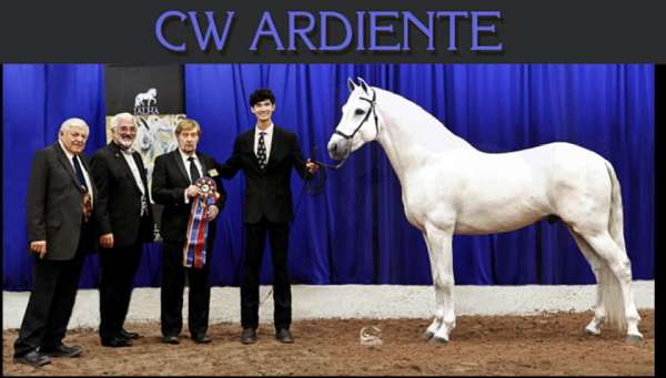 double-registered-andalusian-horse