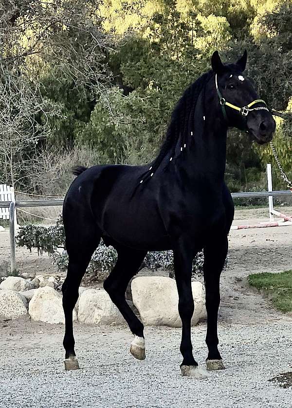 black-ancce-horse