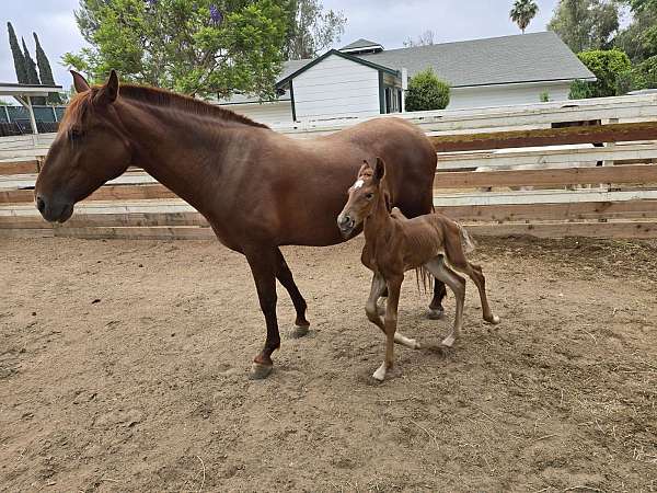 17-hand-stallion