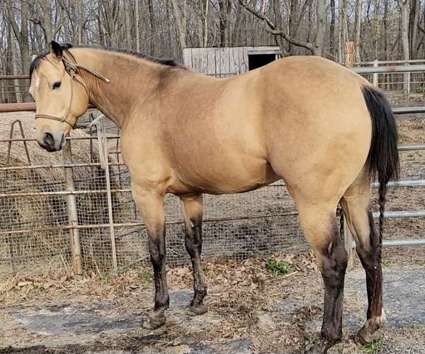 buckskin-foundation-bred-performance-horse