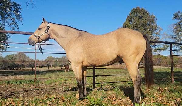 foundation-bred-performance-stallion