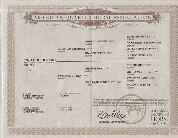 foundation-bred-performance-horse