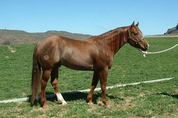 sorrel-sock-horse