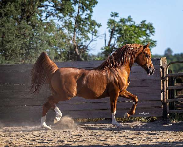 spots-horse
