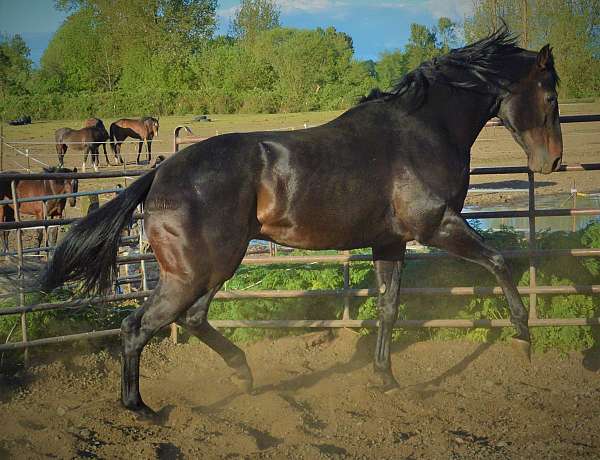 jc-thoroughbred-stallion