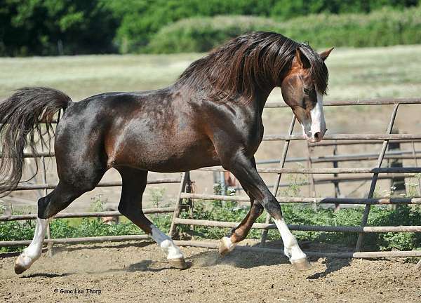 tons-of-chrome-sabino-horse