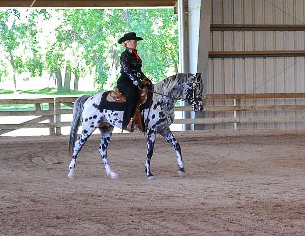 cowboy-dressage-appaloosa-horse