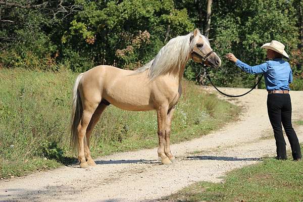 dunalino-morgan-stallion