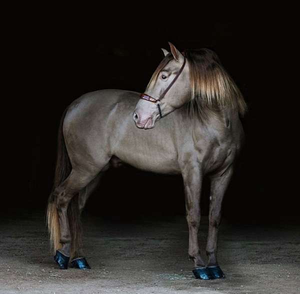 semental-andalusian-horse