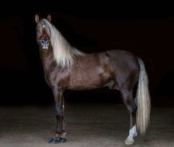 chocolate-andalusian-stallion