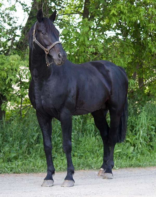 brown-star-small-sock-horse