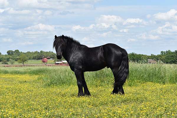 brown-none-pony