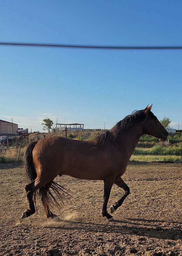 ialha-andalusian-stallion