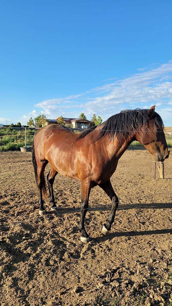 ialha-andalusian-horse