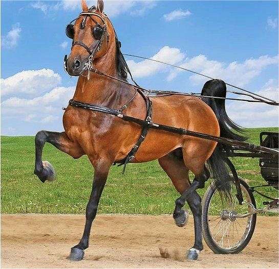 driving-harness-hackney-horse