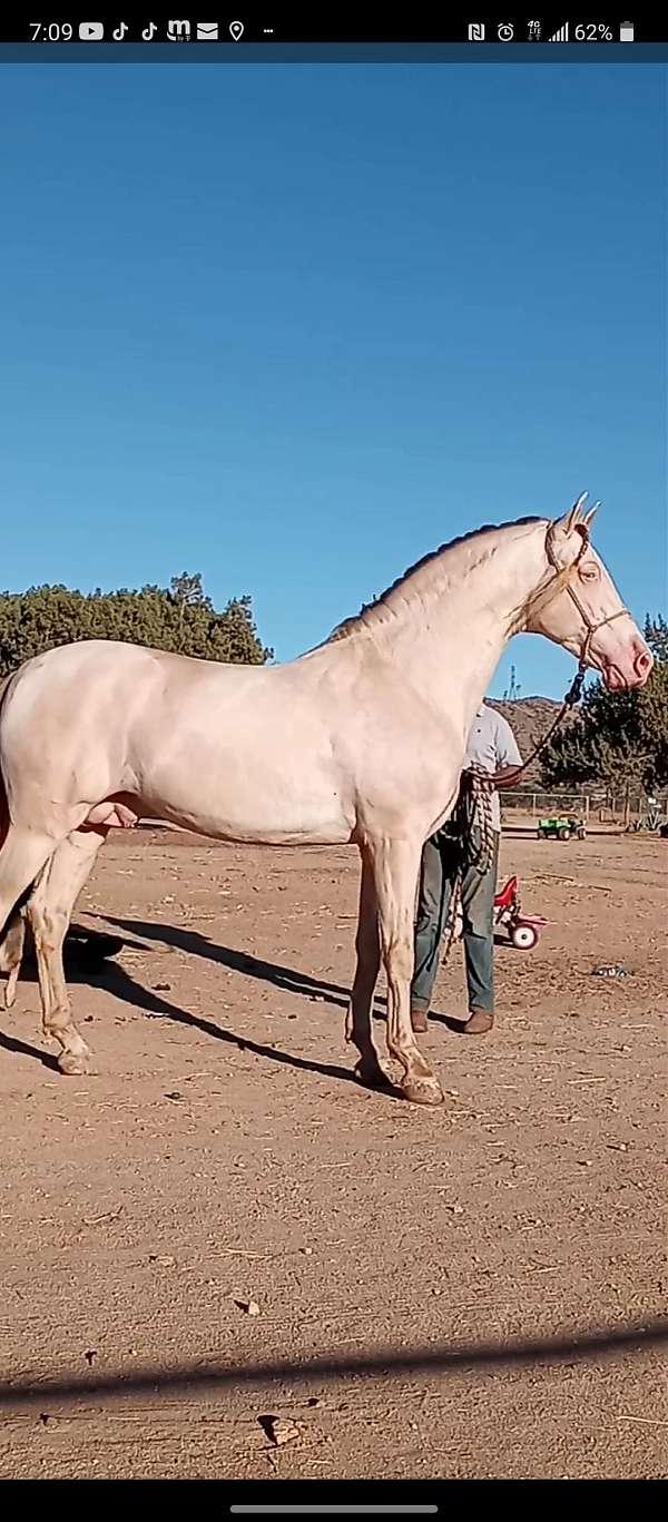 17-hand-andalusian-stallion
