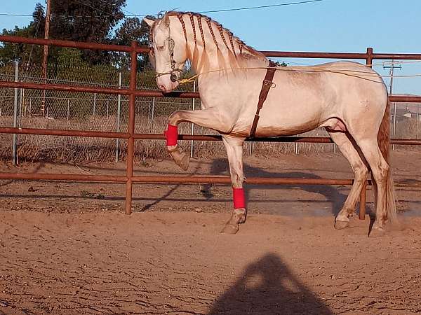 perlino-andalusian-for-sale