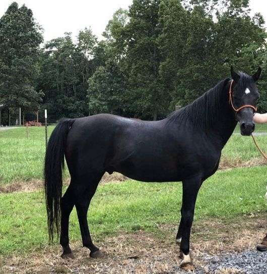 arabian-stallion