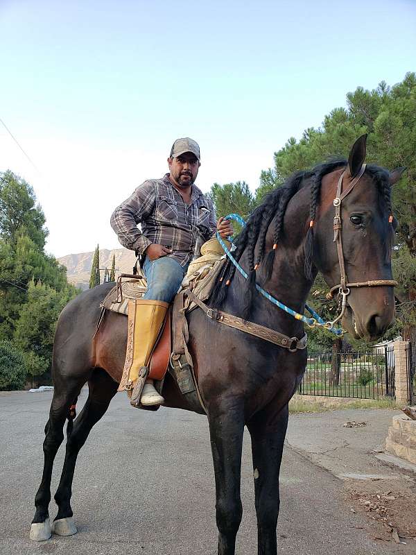 roping-andalusian-horse