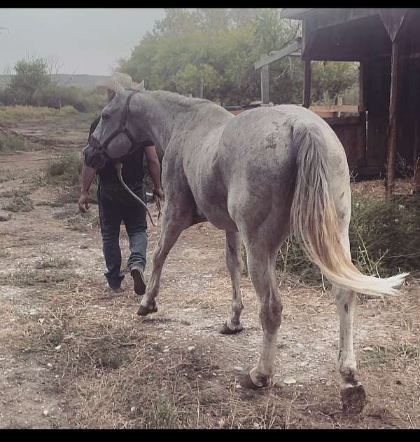 grey-heading-horse