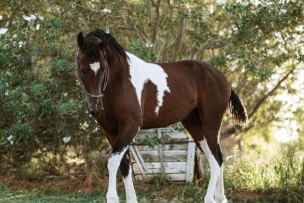 tobiano-4-extended-stockings-horse