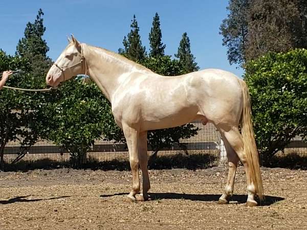 double-dilute-andalusian-horse