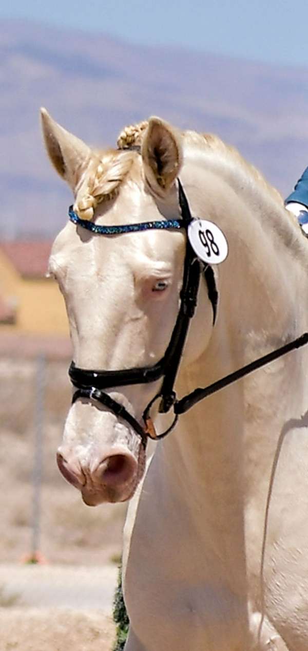 spirited-andalusian-horse