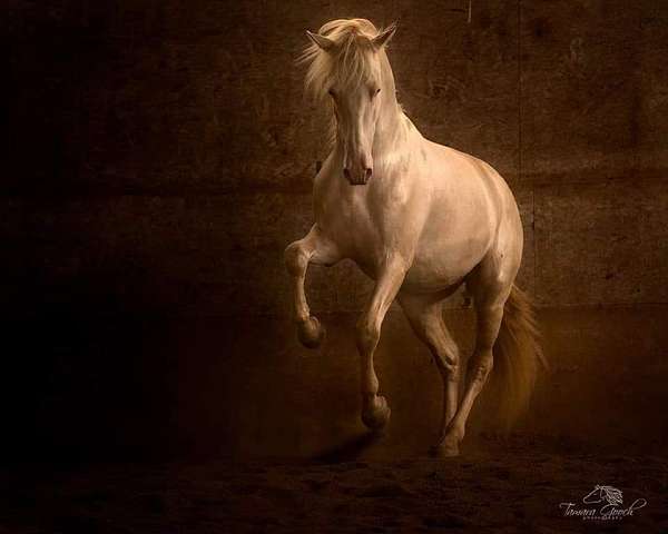 warlander-andalusian-horse