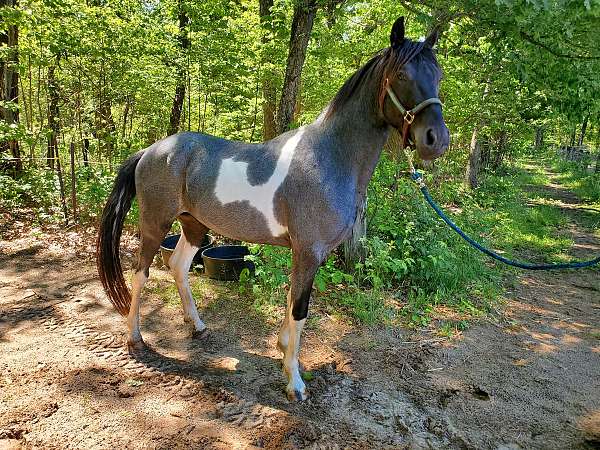 tennessee-walking-pony-for-sale
