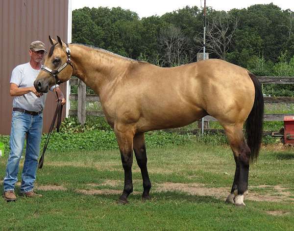 blazer-horse