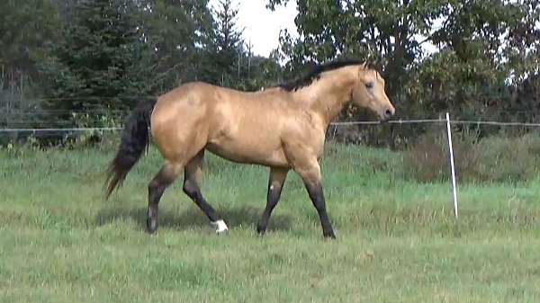 buckskin-aqhaabraibha-stallion