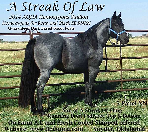 a-streak-of-law-quarter-horse
