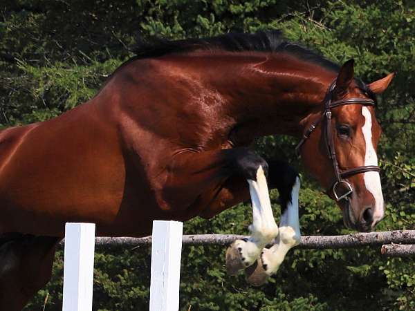 bay-dutch-warmblood-stallion