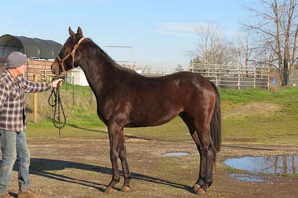 brown-thoroughbred-for-sale