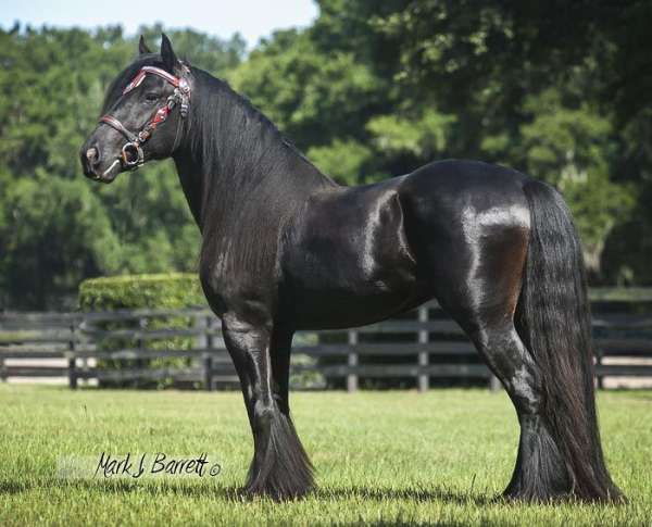 black-gvhs-stallion