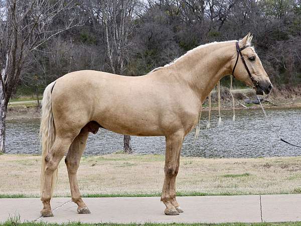 garanon-andalusian-horse