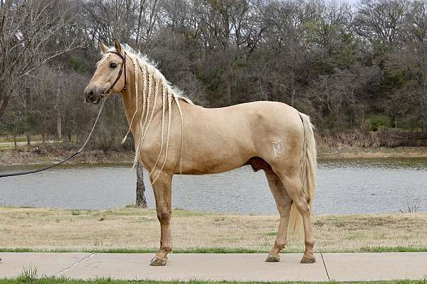 maquilla-andalusian-horse