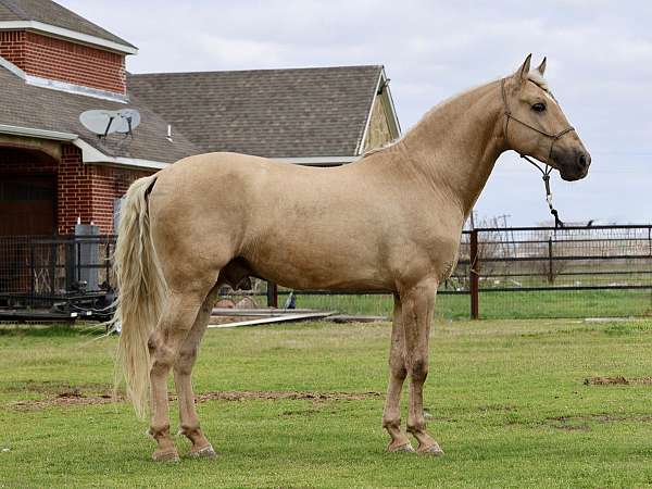 makila-andalusian-horse