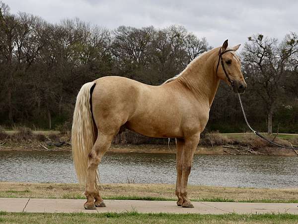 maquila-andalusian-horse