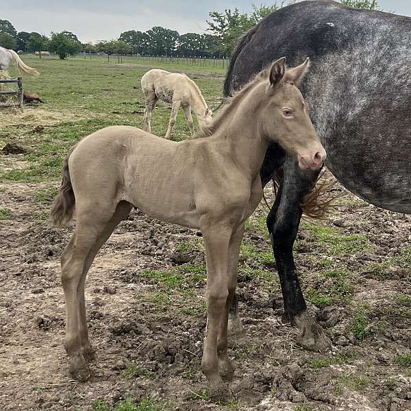 espanol-andalusian-horse