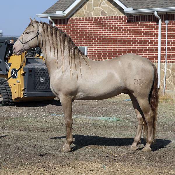 pearl-andalusian-horse