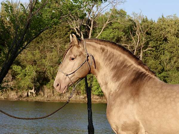 mini-andalusian-horse