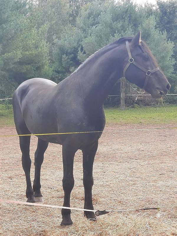 black-friesian-sport-horse-associati-stallion