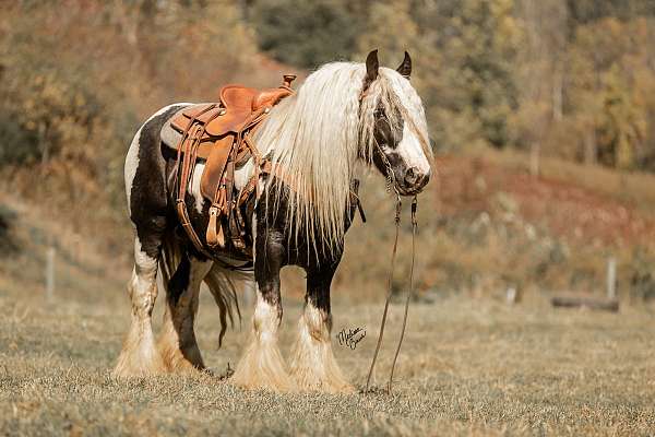 silver-dilute-gypsy-vanner-horse