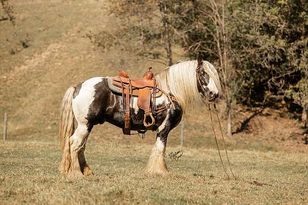 red-dilute-gypsy-vanner-horse