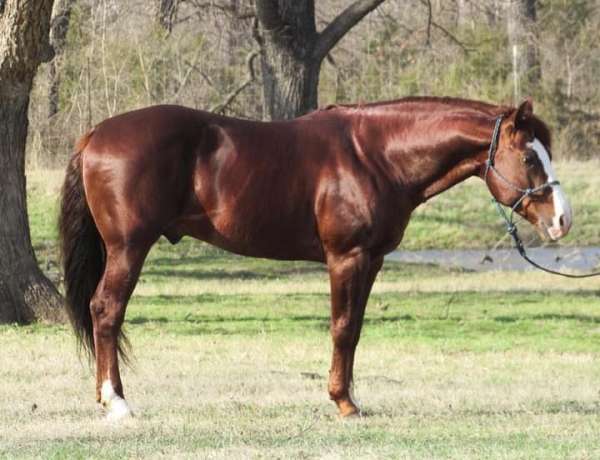 sorrel-quarter-horse-stallion