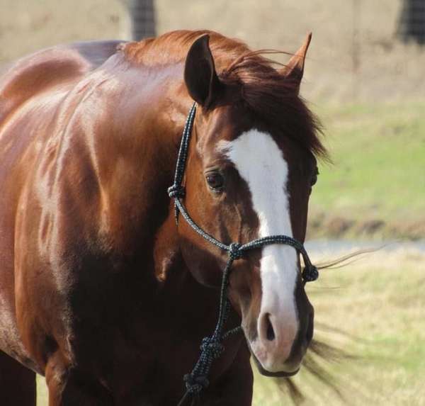 sorrel-aqha-stallion