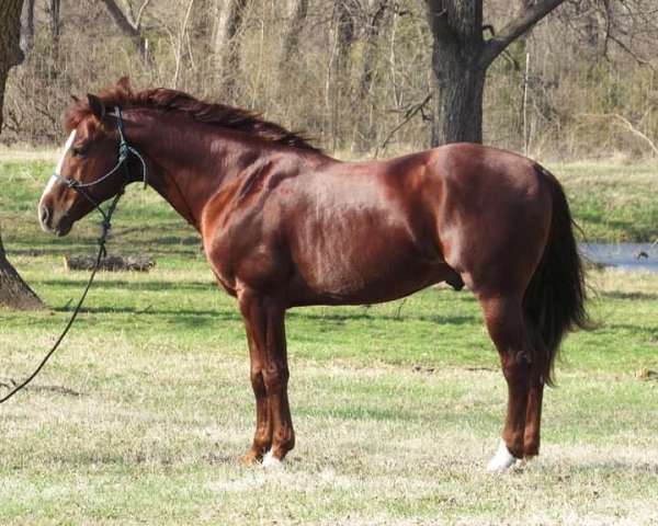 15-hand-quarter-horse-stallion