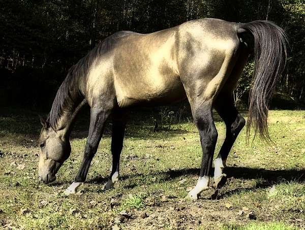 black-akhal-teke-horse